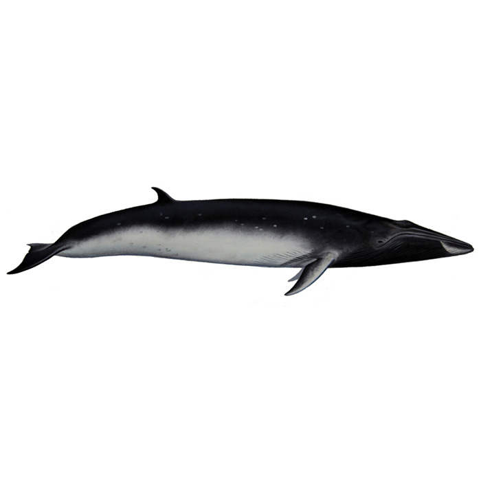 Полосатик Омуры (Balaenoptera omurai) Фото №1