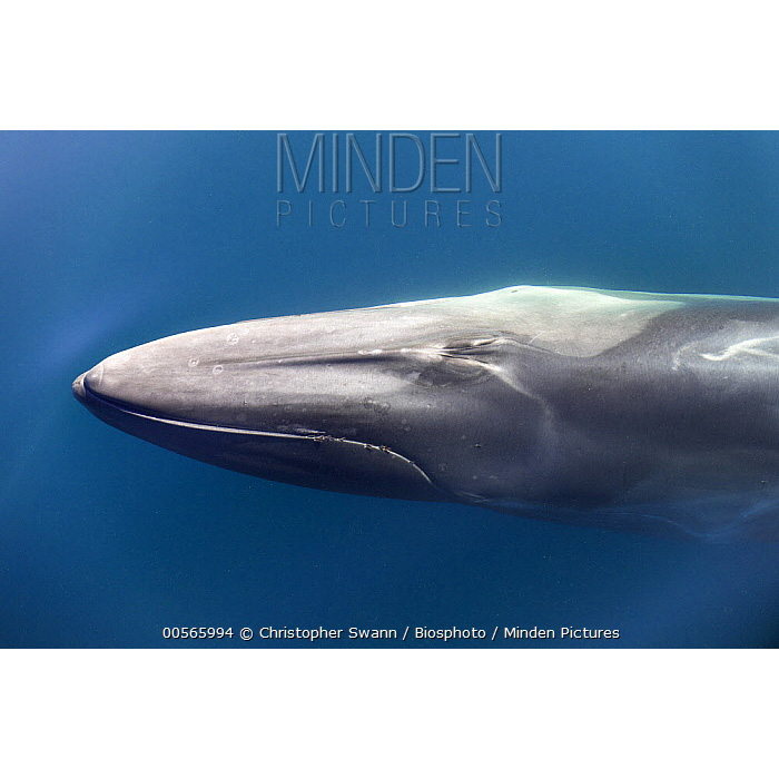 Финвал (Balaenoptera physalus) Фото №10