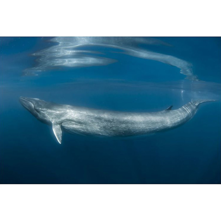 Финвал (Balaenoptera physalus) Фото №2