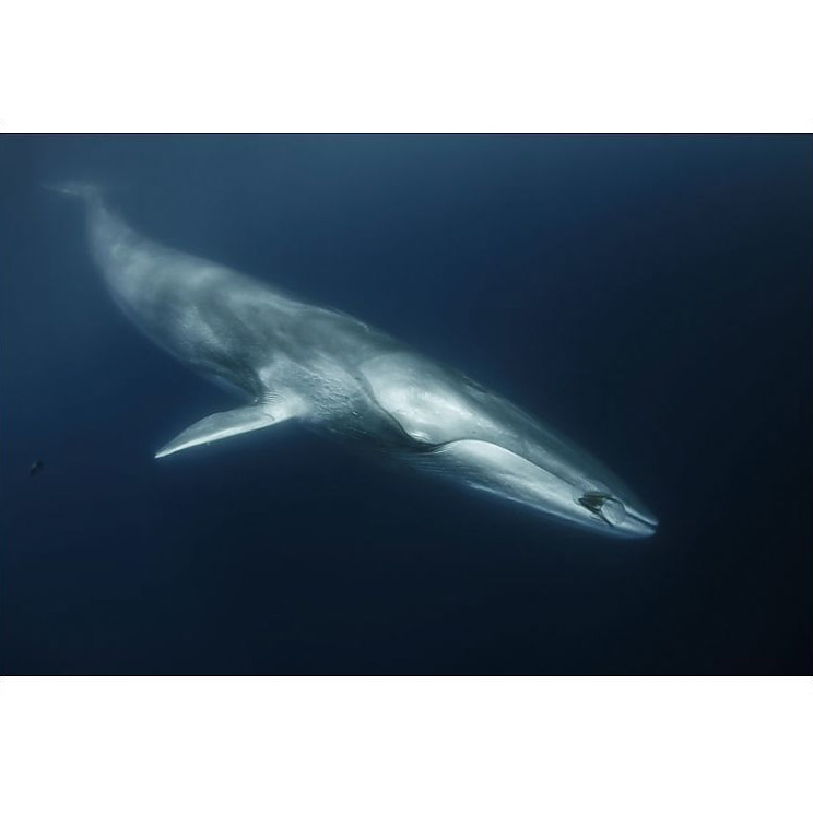Финвал (Balaenoptera physalus) Фото №3