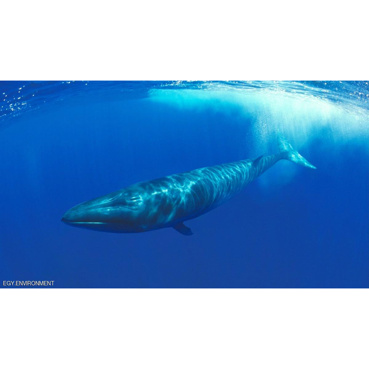 Финвал (Balaenoptera physalus) Фото №4