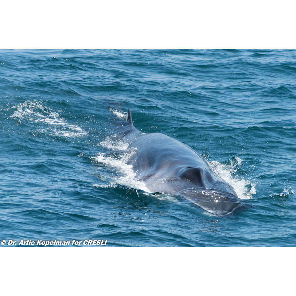 Финвал (Balaenoptera physalus) Фото №5