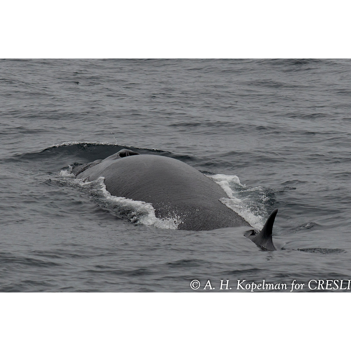 Финвал (Balaenoptera physalus) Фото №6