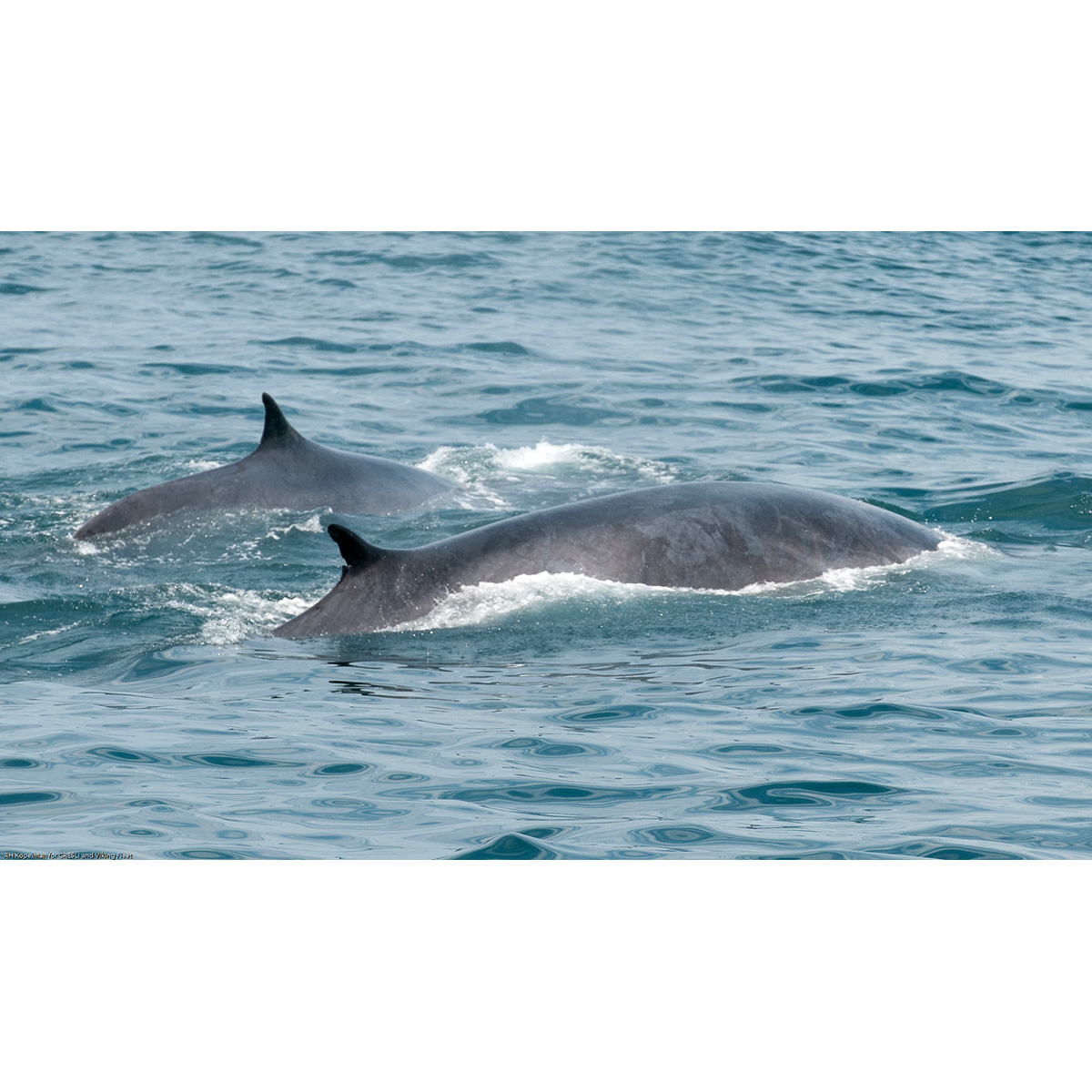 Финвал (Balaenoptera physalus) Фото №7