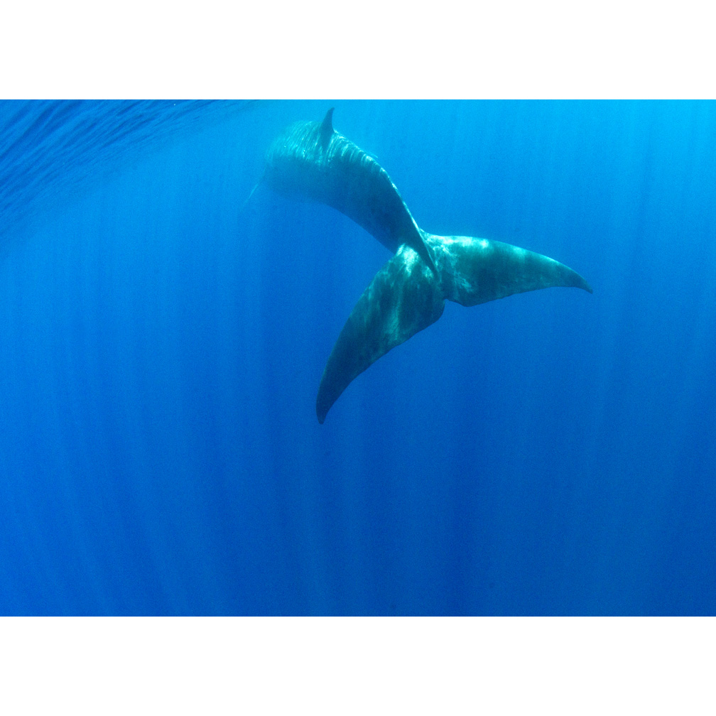 Финвал (Balaenoptera physalus) Фото №8