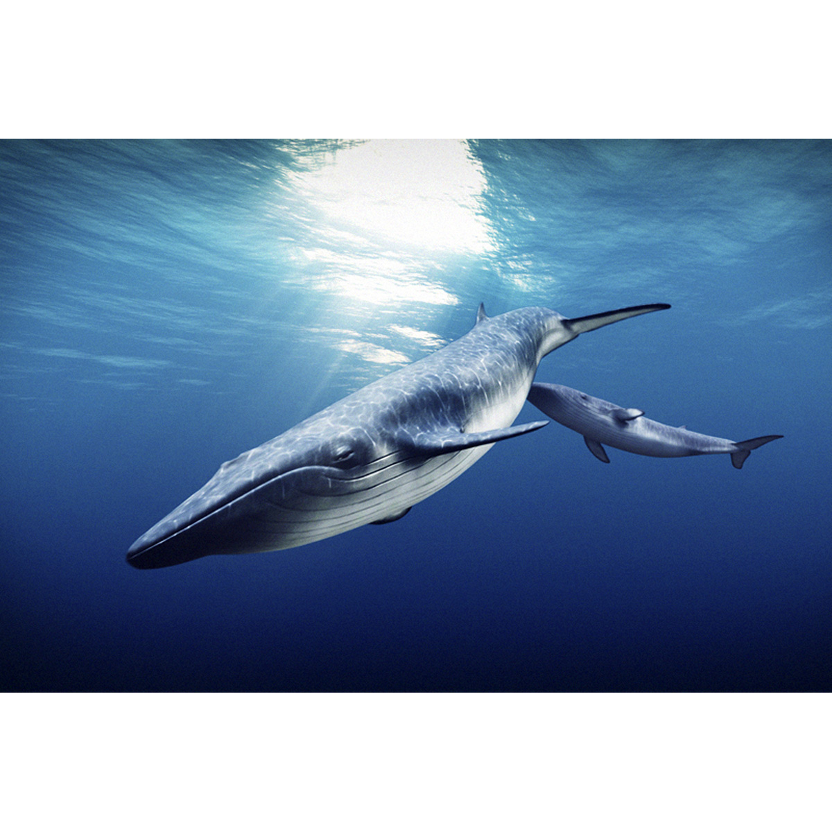 Финвал (Balaenoptera physalus) Фото №9