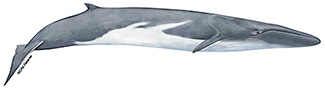 Balaenoptera physalus physalus