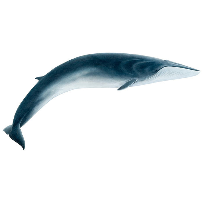 Финвал (Balaenoptera physalus) Фото №1