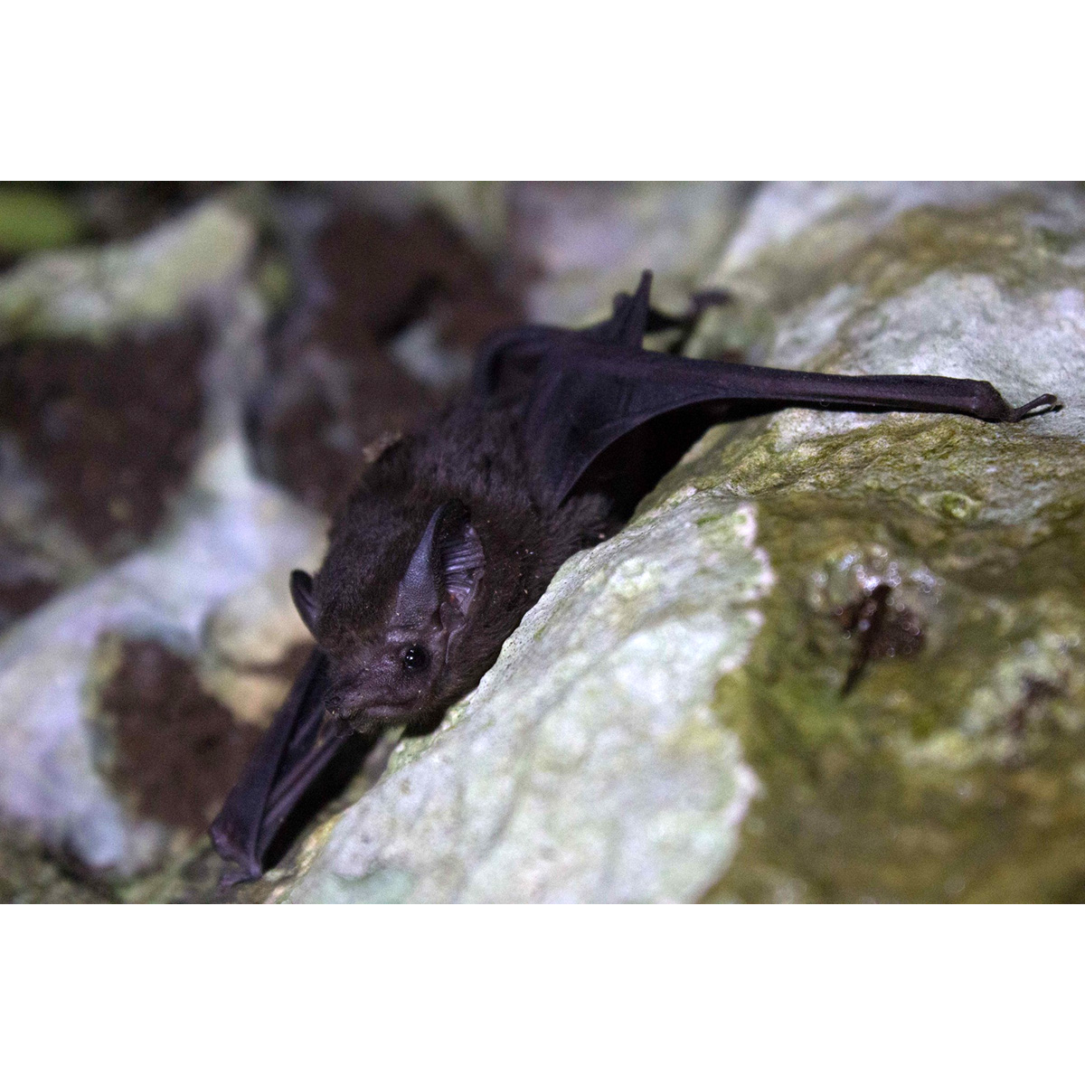 Мешкокрыл Томаса (Balantiopteryx io) Фото №7