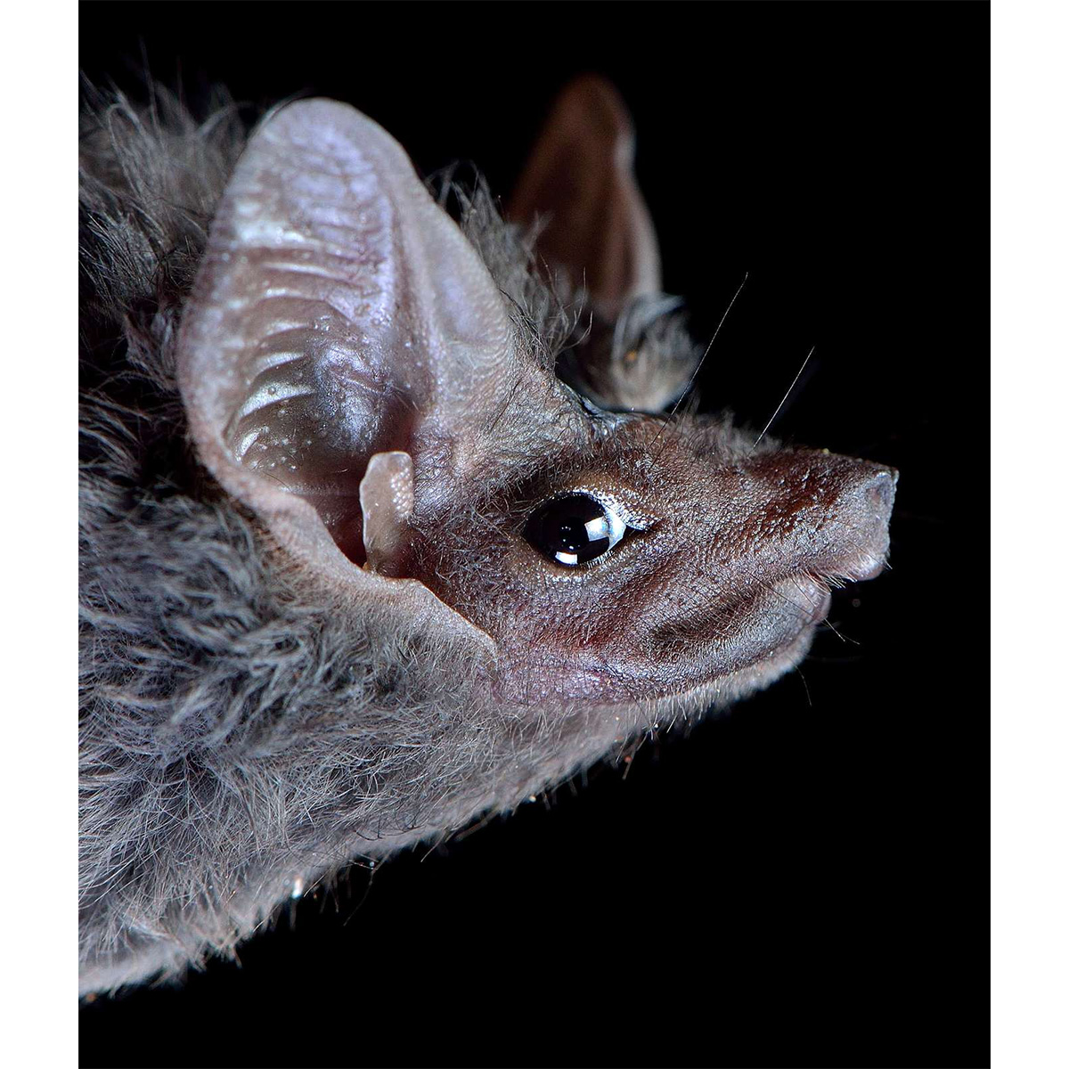 Серый крошечный мешкокрыл (Balantiopteryx plicata) Фото №10