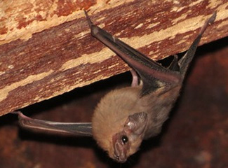 Balantiopteryx plicata plicata