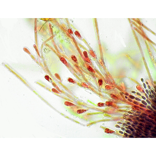 Отряд Balbianiales фото