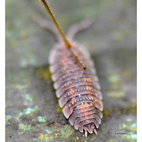 Семейство Balloniscidae фото