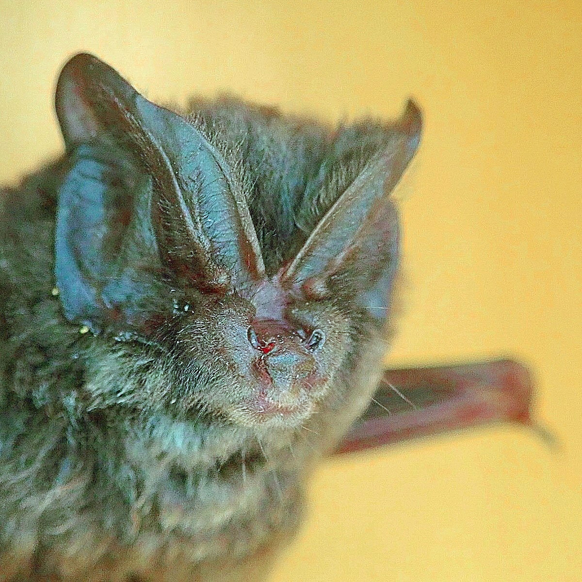 Азиатская широкоушка (Barbastella leucomelas) Фото №2