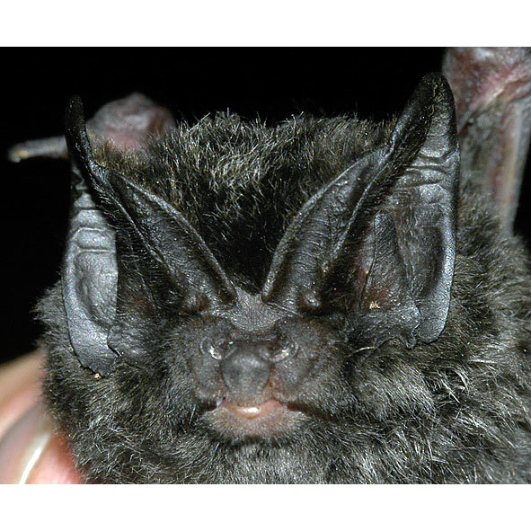 Азиатская широкоушка (Barbastella leucomelas) Фото №3