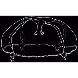 Семейство Barcinididae  фото