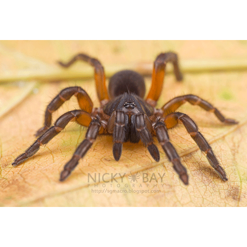 Семейство Barychelidae фото