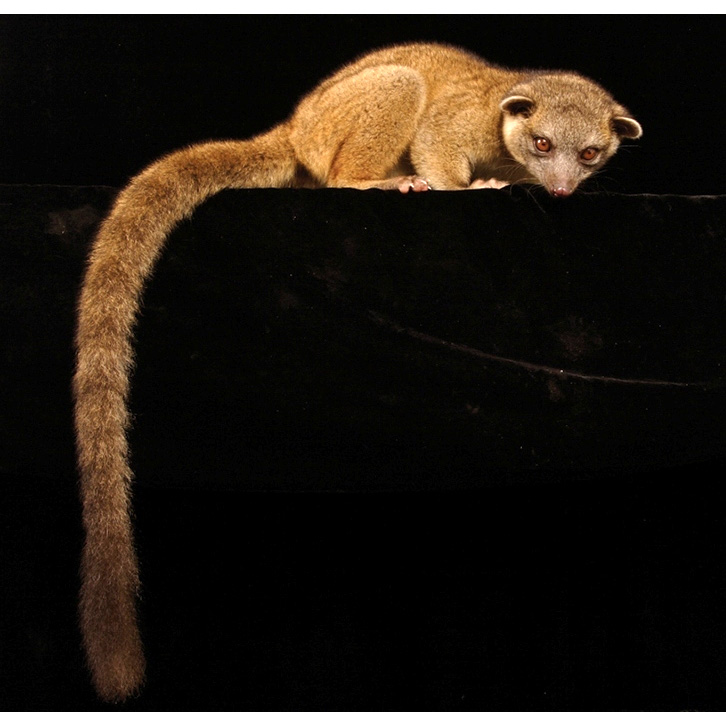 Западный низинный олинго (Bassaricyon medius) Фото №2