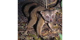 Bassaricyon medius orinomus