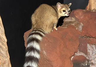 Bassariscus astutus arizonensis