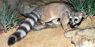 Bassariscus astutus astutus