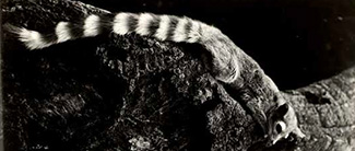 Bassariscus astutus octavus