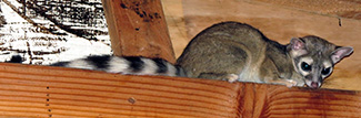 Bassariscus astutus saxicola