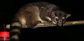 Bassariscus sumichrasti sumichrasti