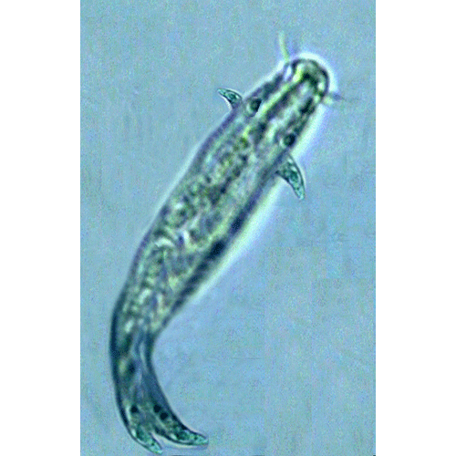 Семейство Bastianiidae  фото