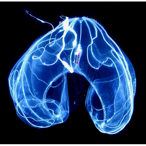 Семейство Bathocyroidae  фото