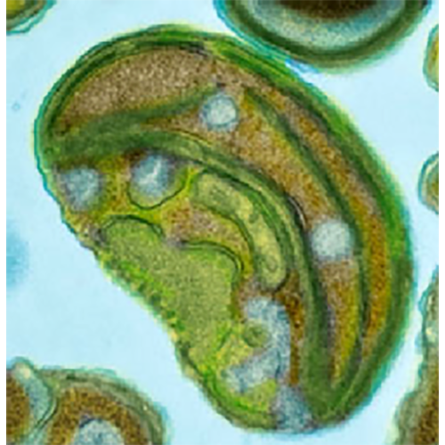 Семейство Bathycoccaceae фото