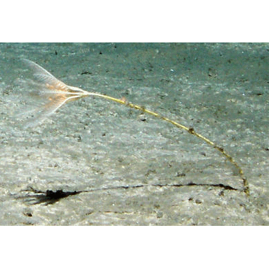 Семейство Bathycrinidae  фото