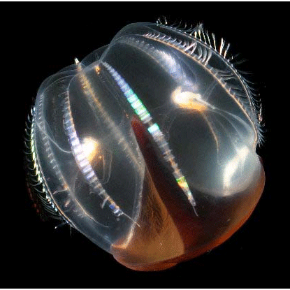 Семейство Bathyctenidae  фото