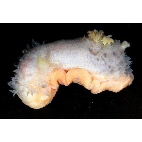 Семейство Bathydoridoidea  фото
