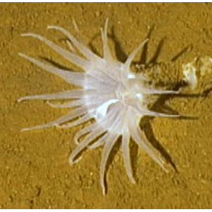 Семейство Bathyphellidae  фото