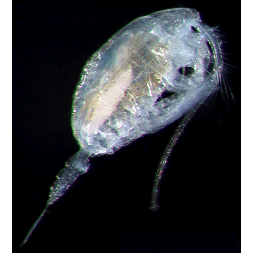 Семейство Bathypontiidae фото