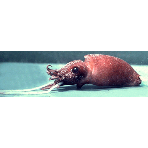 Семейство Bathyteuthoidea  фото