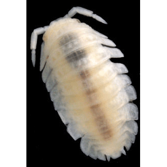 Семейство Bathytropidae фото