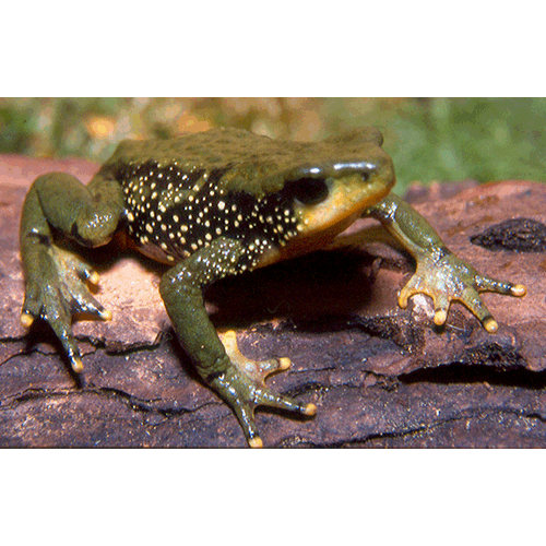  Род Batrachophrynus  фото