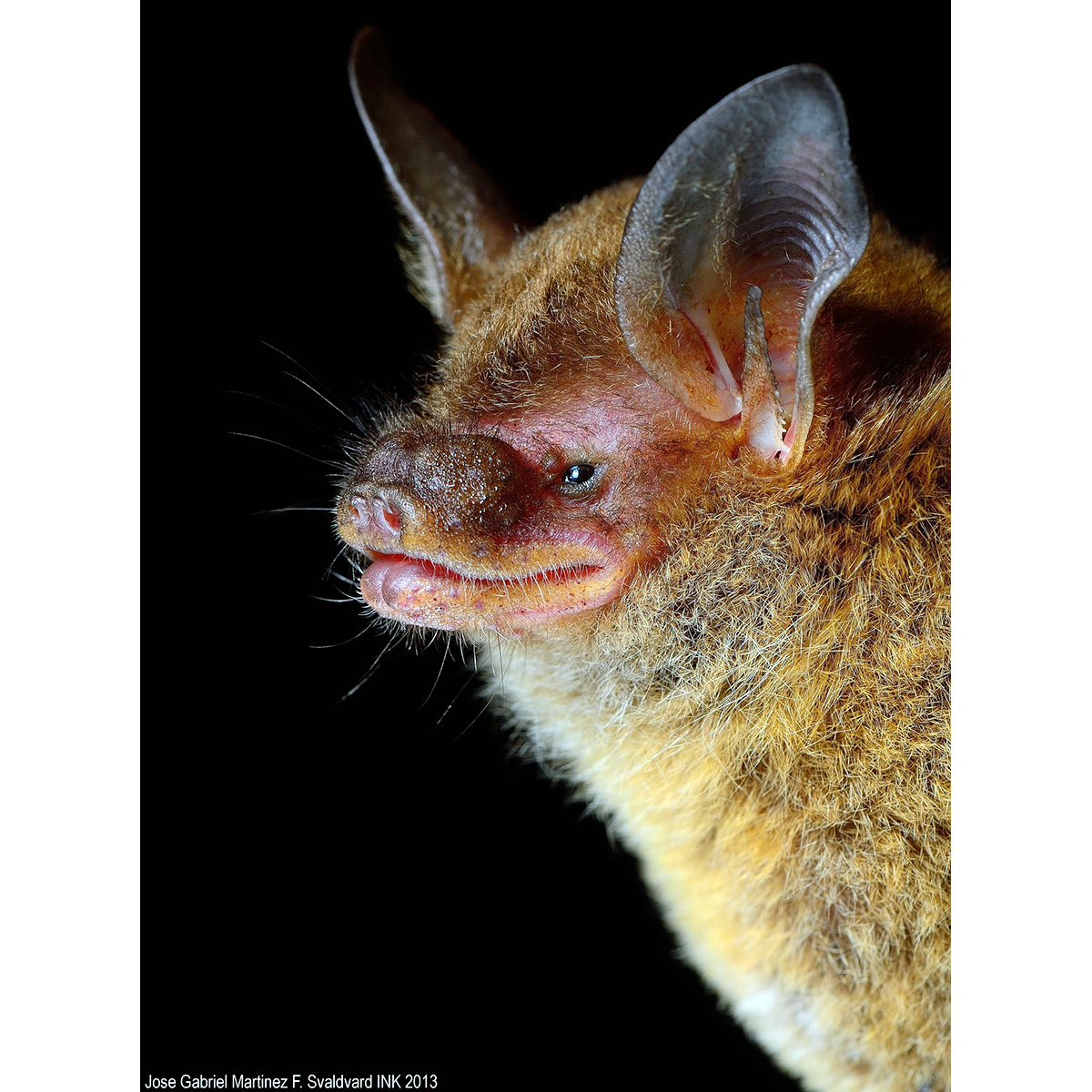 Наяритский гладконос (Bauerus dubiaquercus) Фото №10