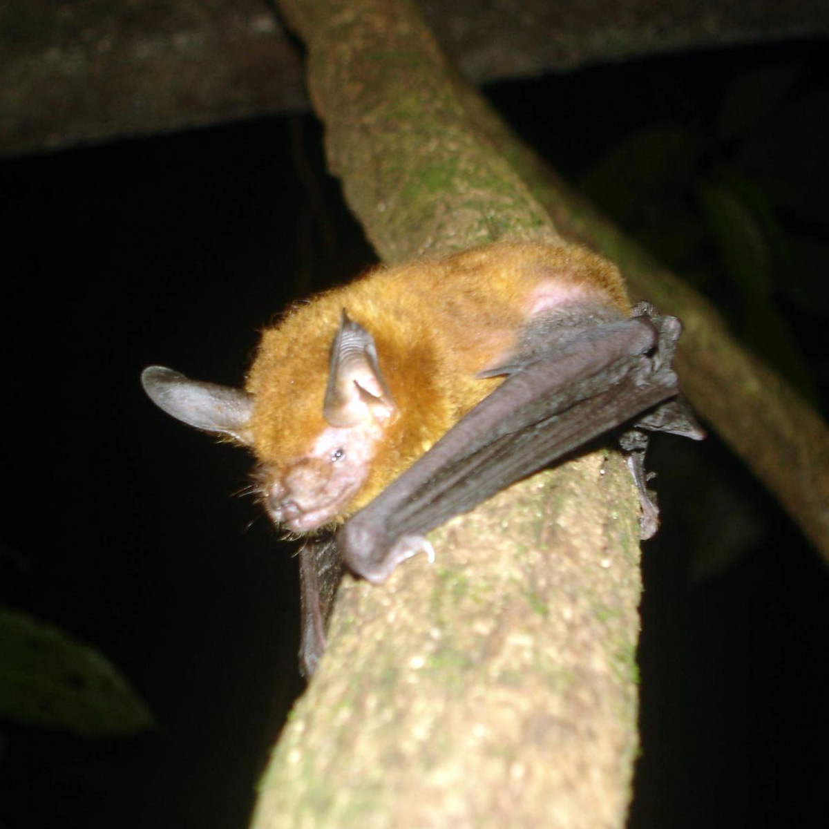 Наяритский гладконос (Bauerus dubiaquercus) Фото №3