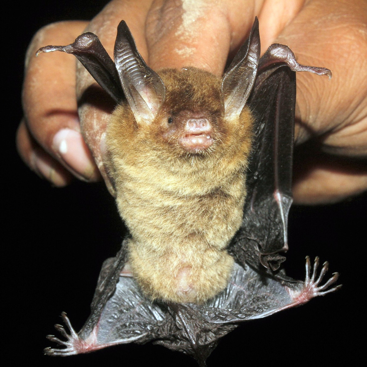 Наяритский гладконос (Bauerus dubiaquercus) Фото №5