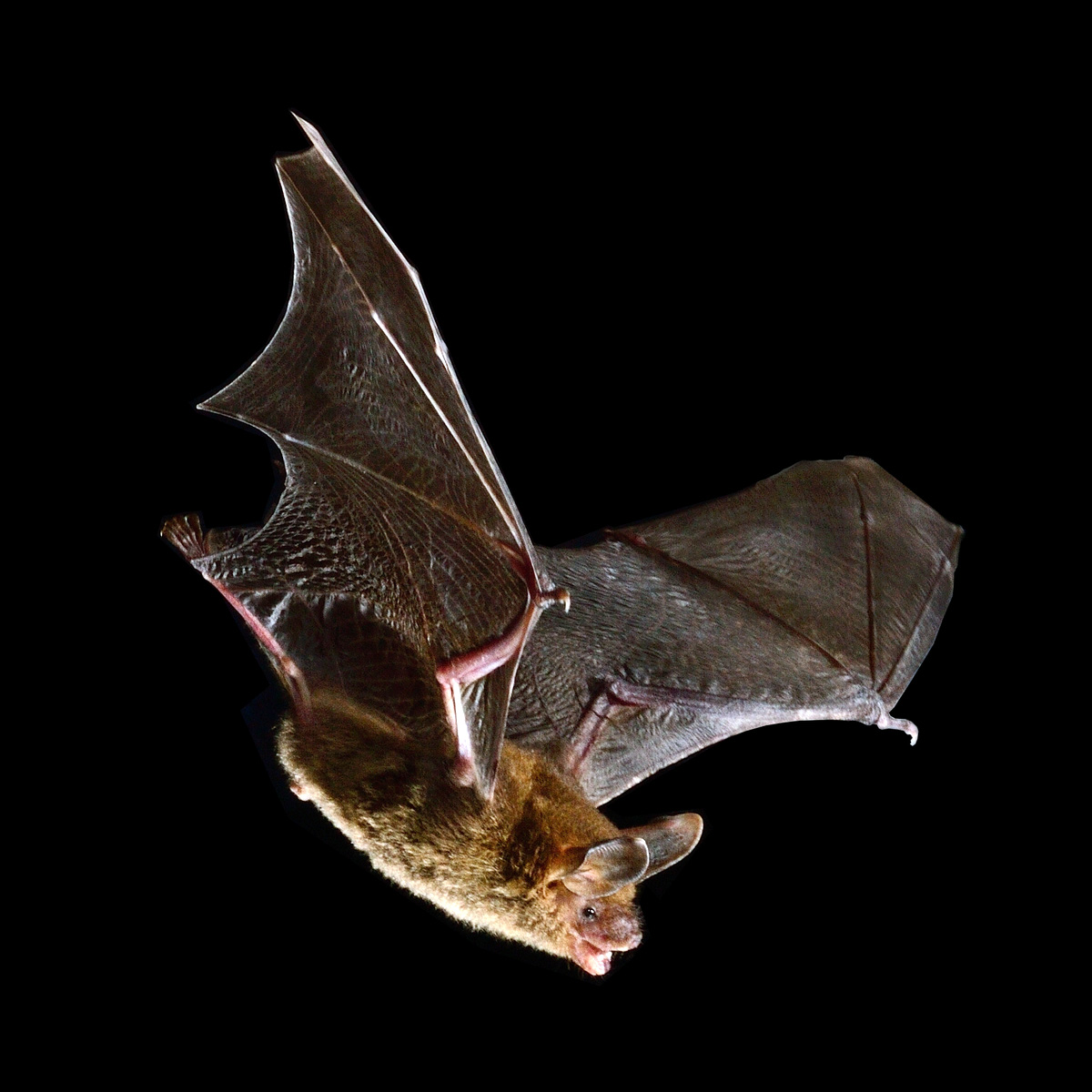 Наяритский гладконос (Bauerus dubiaquercus) Фото №6