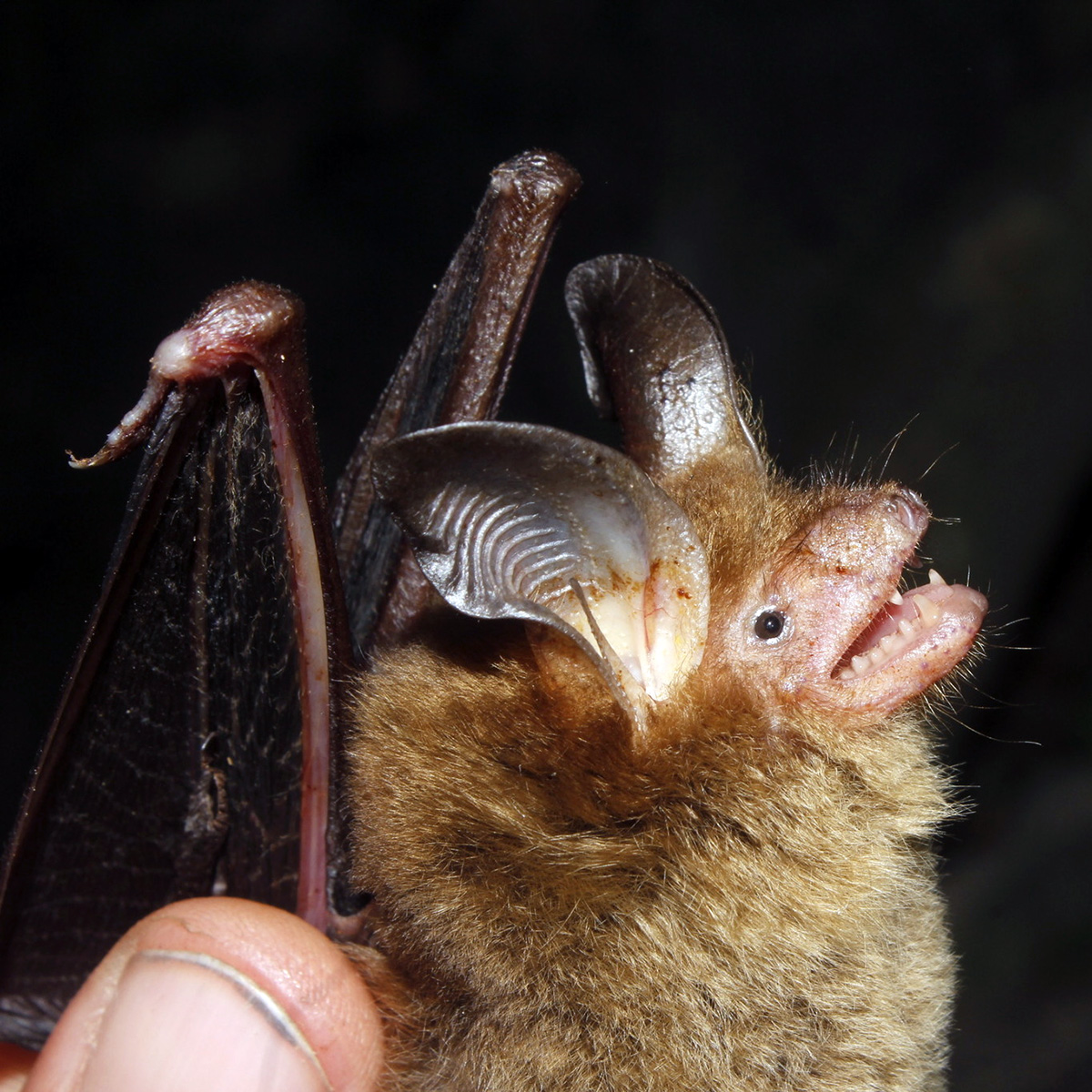 Наяритский гладконос (Bauerus dubiaquercus) Фото №7
