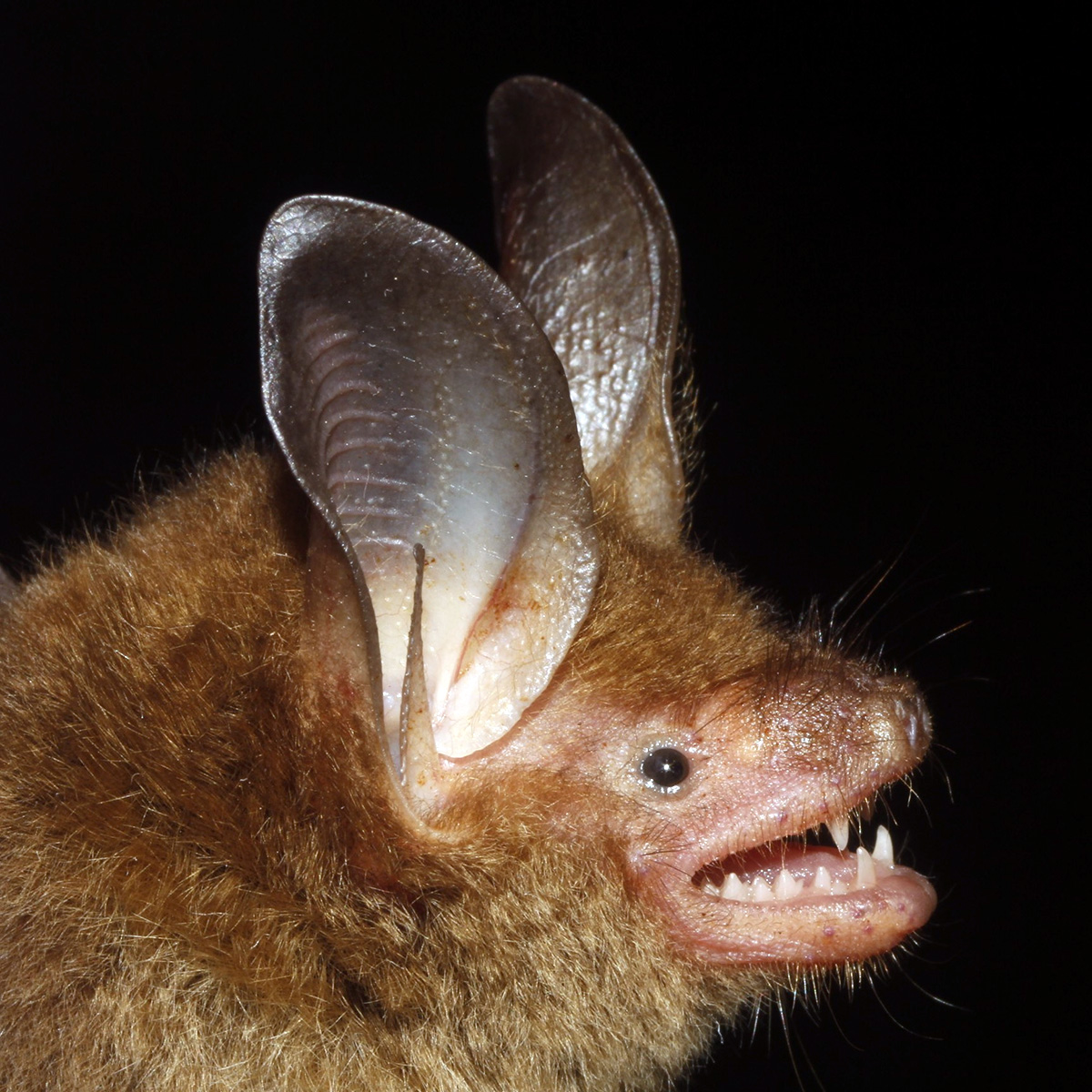 Наяритский гладконос (Bauerus dubiaquercus) Фото №8