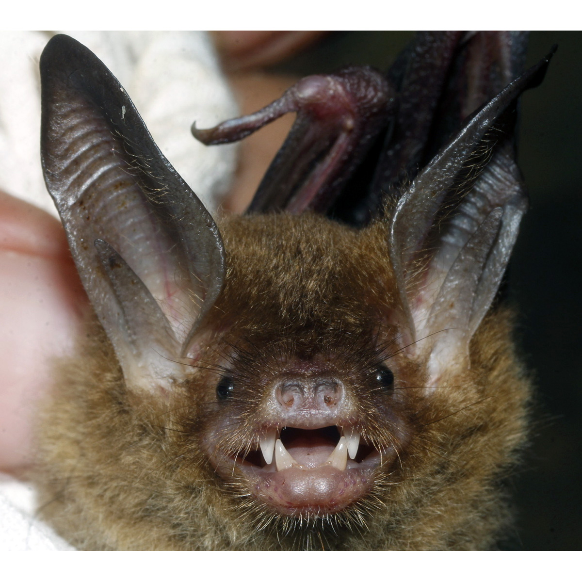Наяритский гладконос (Bauerus dubiaquercus) Фото №9