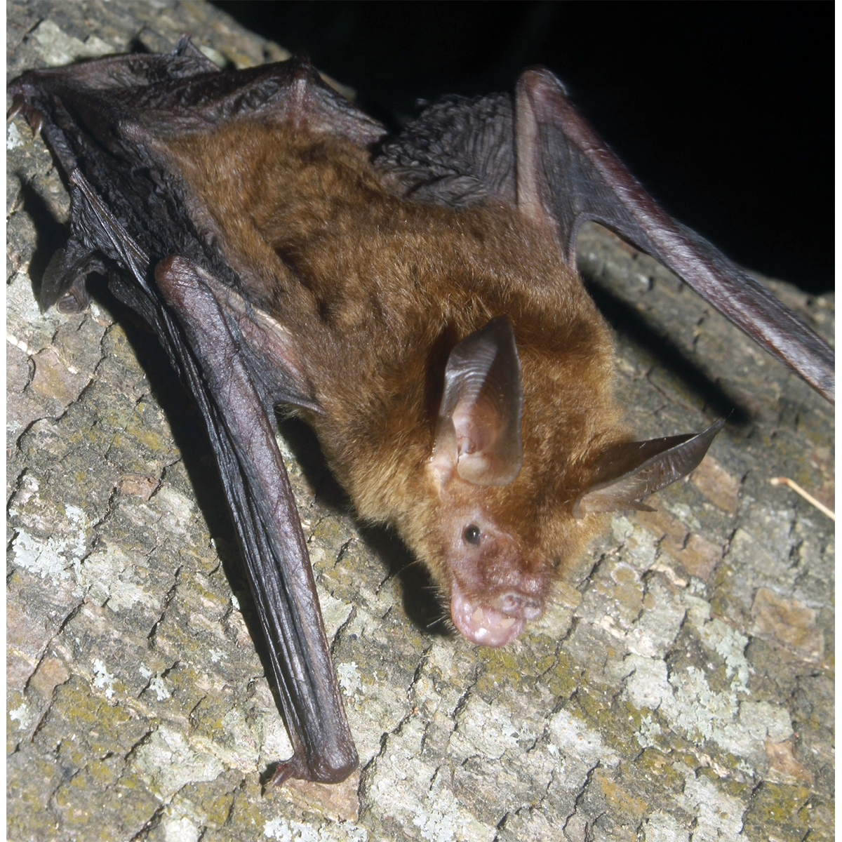 Наяритский гладконос (Bauerus dubiaquercus) Фото №1