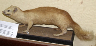 Bdeogale crassicauda tenuis