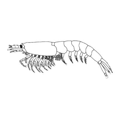 Семейство Bentheuphausiidae фото