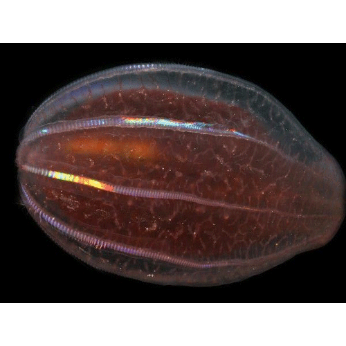 Отряд Beroida фото